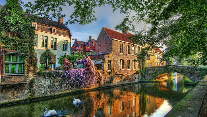 waterway, reflection, water, canal, nature, swan, town, plant, home, tree, house, brugge, eu, cottage, belgium, HD wallpaper