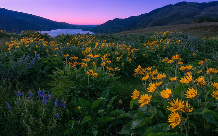 Columbia River And North America Sunset Spring Yellow And Blue Wild Flowers Mountains Landscape Wallpaper For Desktop 2560×1600, HD wallpaper