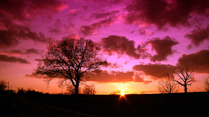langit, matahari terbit, langit merah muda, matahari terbit merah muda, pohon, bayangan hitam, awan, selamat pagi, fajar, Wallpaper HD