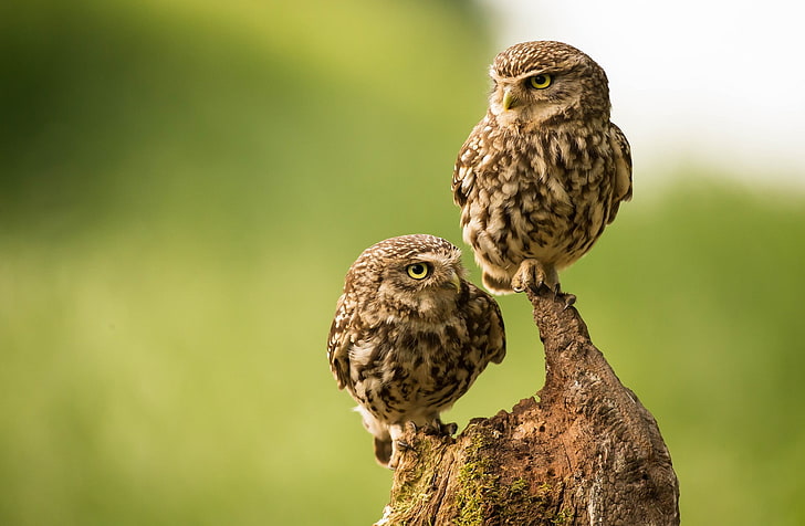 two brown owls, two brown birds on tree branch, photography, nature, macro, owl, couple, wood, looking away, HD wallpaper