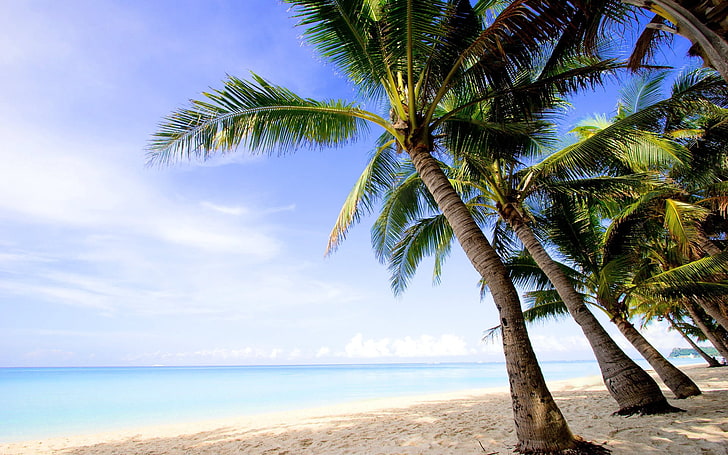 cocoteros verdes, palmeras, playa, arena, fila, costa, Fondo de pantalla HD