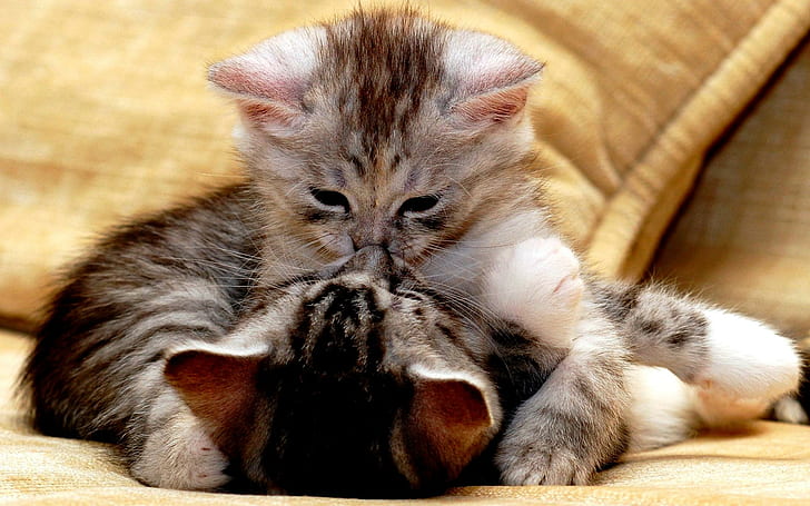 Нежный поцелуй, два серых полосатых котенка, коты, милые, котята, поцелуй, животные, HD обои