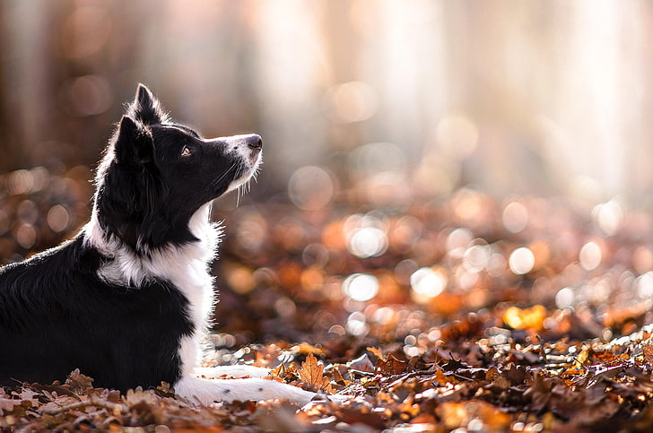 medium-coated black and white dog, dog, animals, depth of field, nature, leaves, fall, HD wallpaper