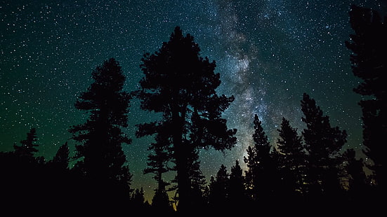 звездная ночь, силуэт, звёзды, лес, ночь, тьма, млечный путь, HD обои HD wallpaper