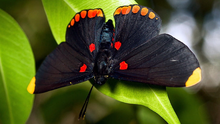 black and orange butterfly, butterfly, wings, color, light, HD wallpaper