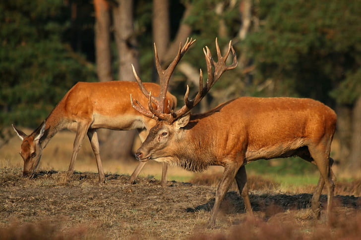 Red Deer With Female, reddeer, rutting, forrest, animals, nature, season, HD wallpaper