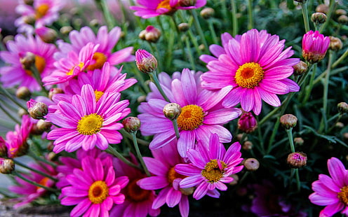 زهور الأقحوان ، الزهور الوردية الجميلة ، خلفية عالية الدقة للكمبيوتر اللوحي والجوال 3840 × 2400، خلفية HD HD wallpaper