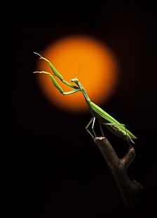 Makro, Insekt, Tiere, HD-Hintergrundbild HD wallpaper