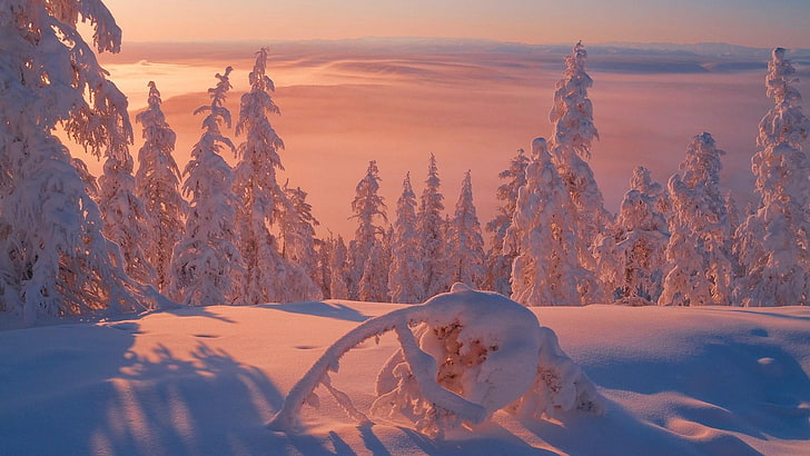 sunlight, yakutia, yakuts, sakha republic, russia, yakutsk, sakha, landscape, tree, tundra, winter, snowy, mountain, morning, arctic, wilderness, freezing, sky, snow, HD wallpaper