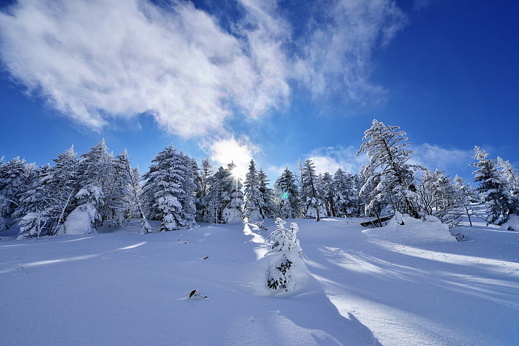 vinter, snö, landskap, träd, HD tapet