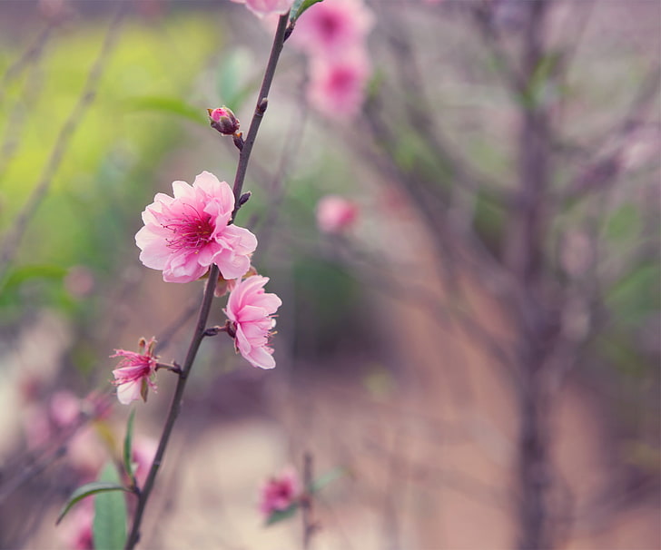 flor de pétala rosa, flor, raminho, árvore, rosa, ternura, foco, primavera, Japão, borrão, Sakura, botões, HD papel de parede