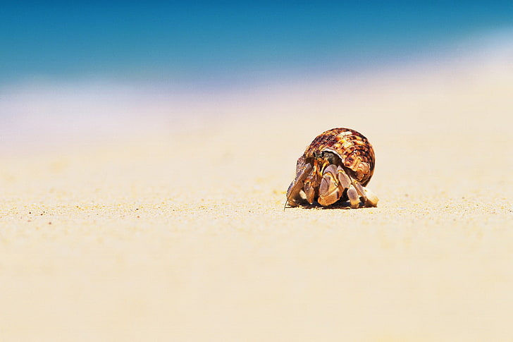 коричневый отшельник на песке в дневное время в селективном фокусе фотографии, песок, море, макро, пляж, краб, ракушка, HD обои