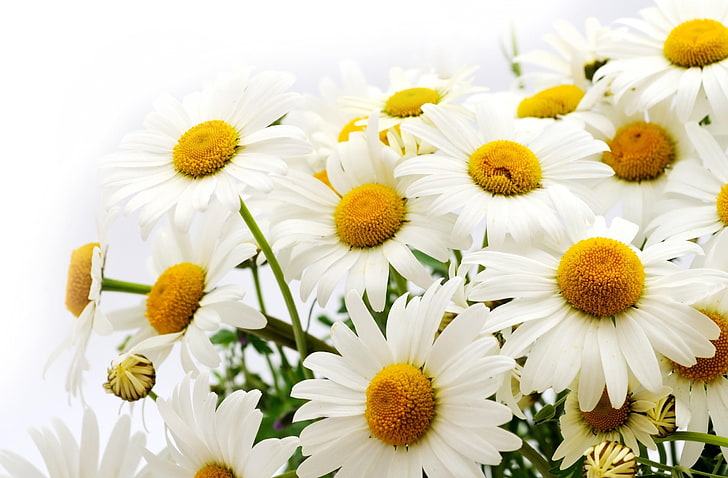 white daisy, daisies, flower, flowers, white, close-up, HD wallpaper