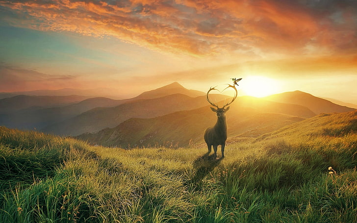 deer, field, sunset, mountain, scenic, grass, Landscape, HD wallpaper