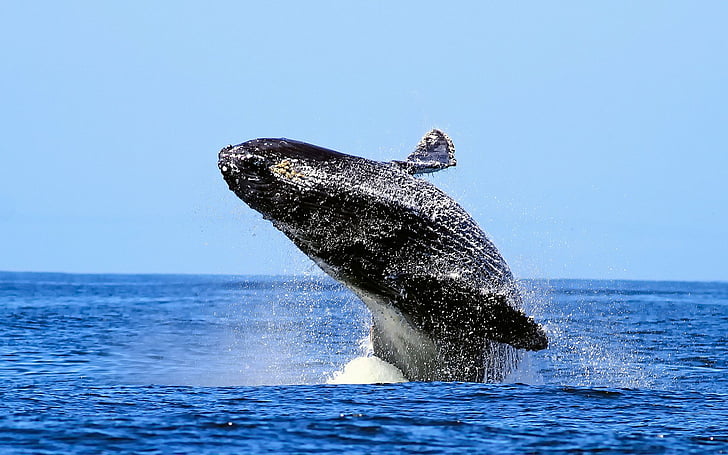 Animal, Humpback Whale, Breaching, Whale, HD wallpaper