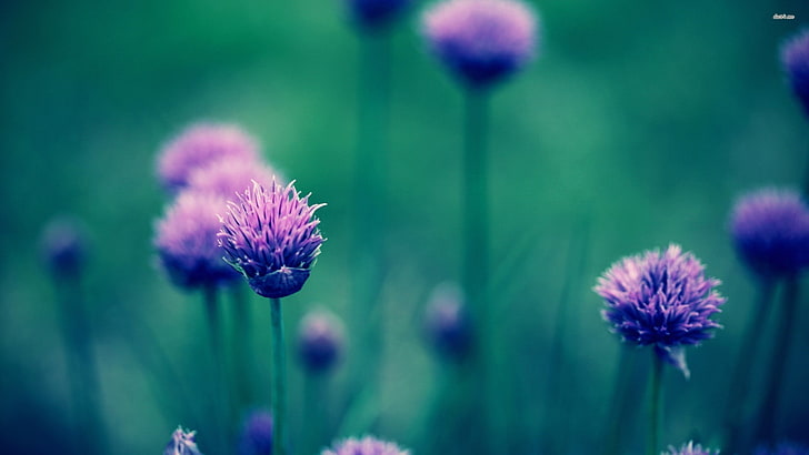 flowers, purple flowers, depth of field, HD wallpaper