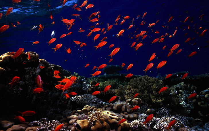 cardume de peixes vermelhos, peixes, peixes tropicais, vida marinha, coral, subaquática, natureza, HD papel de parede