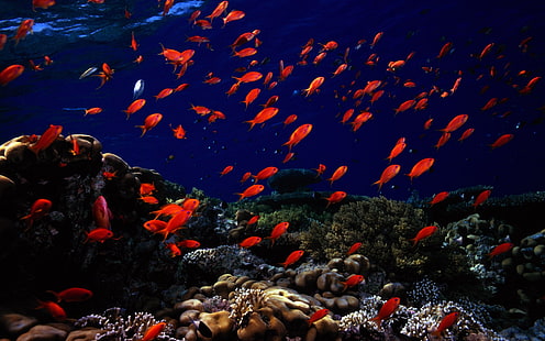 Стая красных рыб, рыб, тропических рыб, морских обитателей, кораллов, подводных, природы, HD обои HD wallpaper