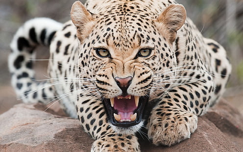 guepardo, leopardo, agresión, cara, dientes, Fondo de pantalla HD HD wallpaper