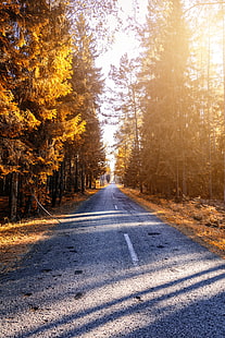 musim gugur, jalan, hutan, sinar matahari, Wallpaper HD HD wallpaper
