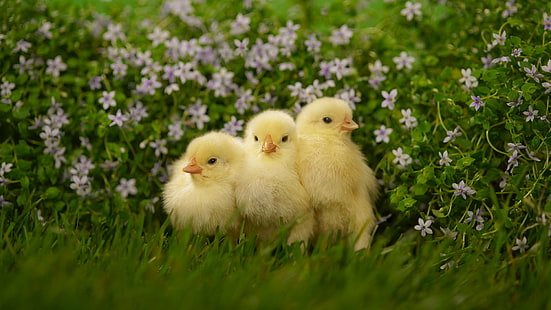 الحيوانات والطيور والحيوانات الصغيرة والدجاج والزهور، خلفية HD HD wallpaper