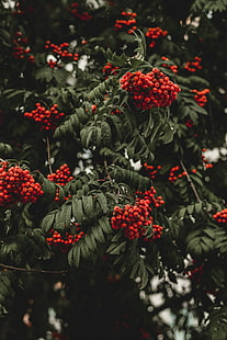 sorbo, bacche, autunno, ramo, Sfondo HD HD wallpaper