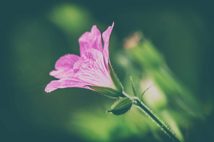 closeup photo of purple petal flower, untitled, Edit, jpg, closeup, photo, purple, petal, flower, geranium, pink, garden, canon  eos, nik, filters, green, single, macro, nature, plant, summer, close-up, springtime, beauty In Nature, HD wallpaper