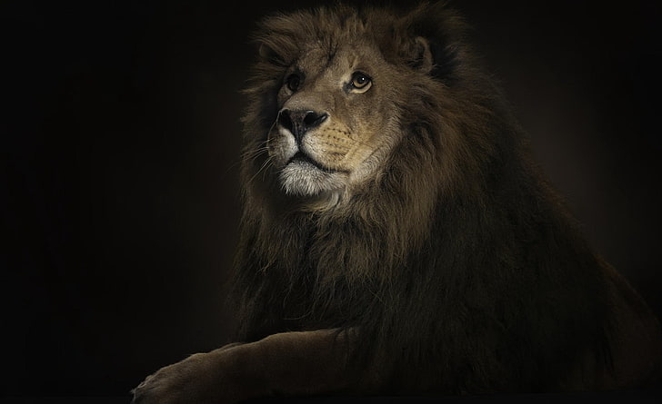 Король Лев HD Wallpaper, коричневый лев, Аэро, Черный, Темный, Лев, Животное, Король Лев, HD обои