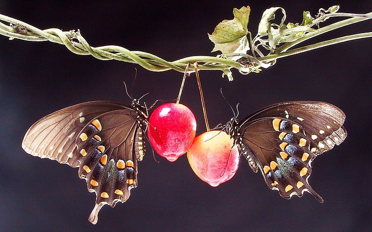 Lovely In Two, nice, lovely, butterflies, animals, HD wallpaper