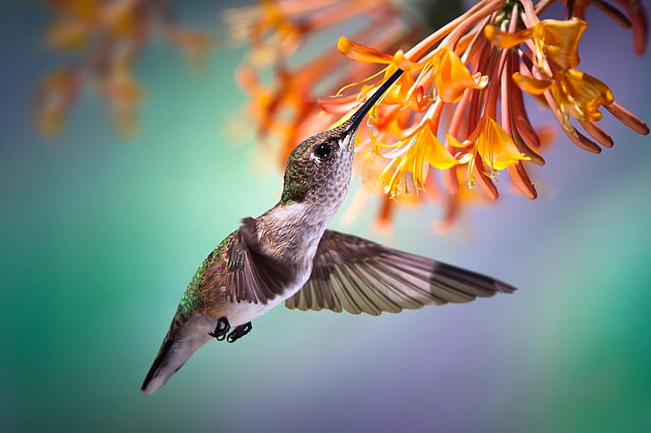 flower, tropics, nectar, Hummingbird, flight, bird, HD wallpaper