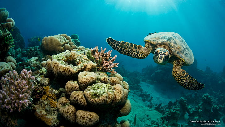 เต่าเขียว, Marsa Alam, อียิปต์, ชีวิตในมหาสมุทร, วอลล์เปเปอร์ HD