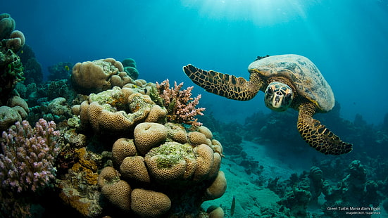 Зеленая черепаха, Марса Алам, Египет, Ocean Life, HD обои HD wallpaper