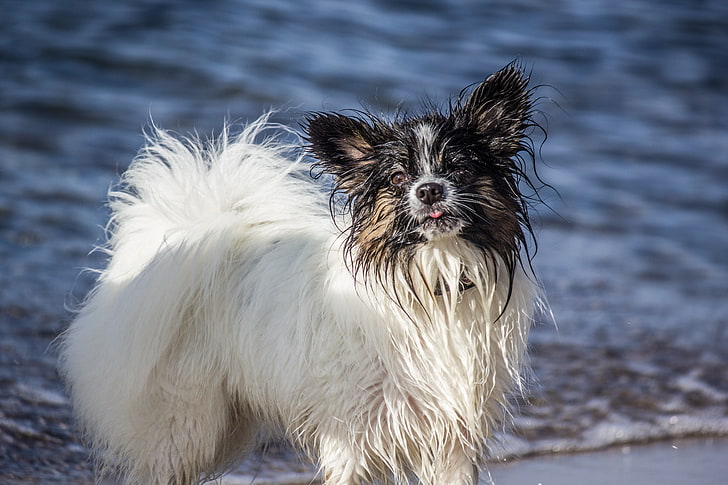 adult white and black Papillon, dog, furry, wet, cool, HD wallpaper