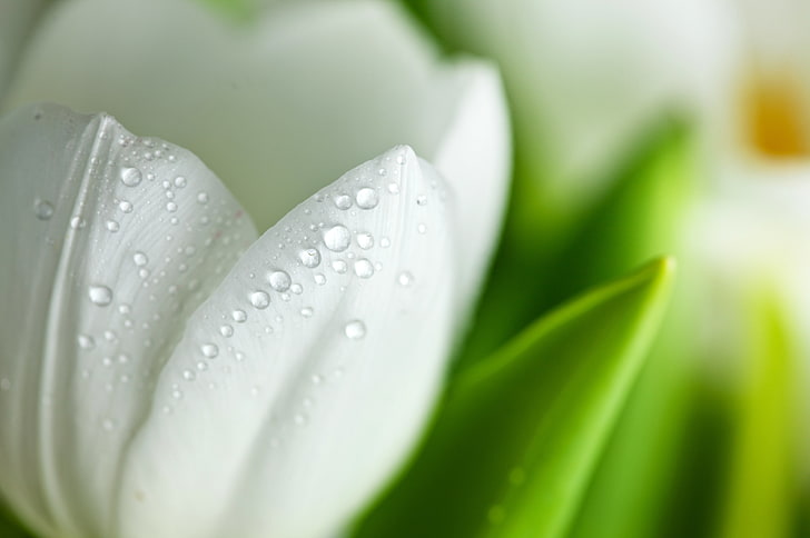 white tulip, white, flower, drops, macro, Tulip, petals, HD wallpaper