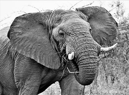 Zwierzę, słoń, czarno-białe, dzikie zwierzęta, Tapety HD HD wallpaper