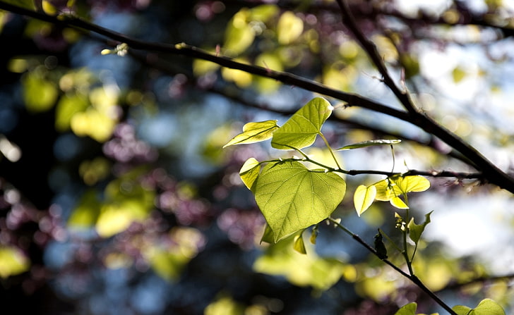 木の葉ボケ、緑の木々、季節、春、葉、木、ボケ、 HDデスクトップの壁紙