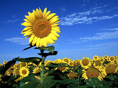 Spring Dreaming HD, sunflower field, flowers, spring, dreaming, HD wallpaper HD wallpaper