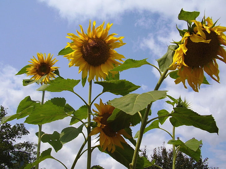 sunflower plant, sunflower, seeds, stems, height, sky, verdure, summer, HD wallpaper