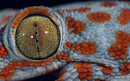 orange und grauer Alligator, Reptilien, Tiere, Eidechsen, HD-Hintergrundbild HD wallpaper