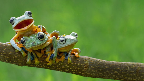 Natur, Frosch, Amphibie, Tiere, HD-Hintergrundbild HD wallpaper