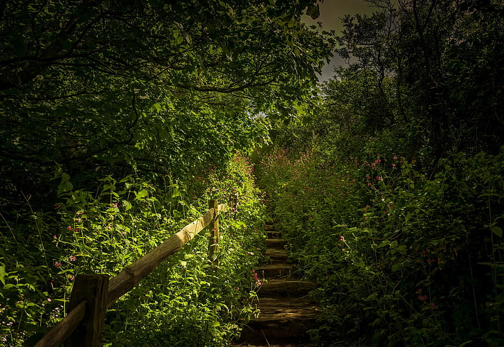 low angle photo of stairs, photography, nature, trees, forest, wood, flowers, ladders, HD wallpaper