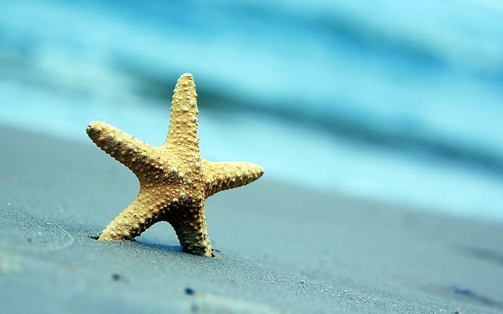 Starfish Sand Beach Summer, starfish endoskeleton, starfish, sand, beach, summer, HD wallpaper