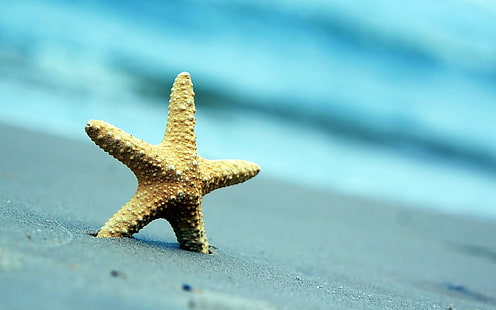 Starfish Sand Beach Summer, starfish endoskeleton, starfish, sand, beach, summer, HD wallpaper HD wallpaper