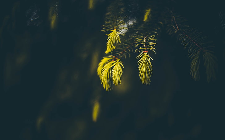 зеленолистно растение, снимка на зеленолистно дърво, смърч, макрос, слънчева светлина, дълбочина на полето, замъглено, природа, фотография, HD тапет