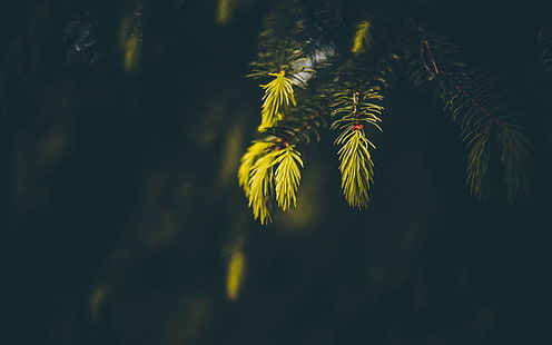зеленое лиственное растение, фото зеленых листовых деревьев, ель, макро, солнечный свет, глубина резкости, размыто, природа, фотография, HD обои HD wallpaper