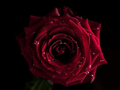 red rose flower, red, flowers, macro, rose, HD wallpaper HD wallpaper