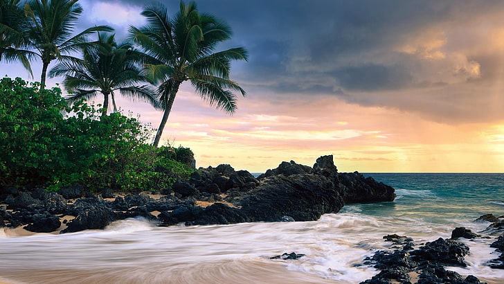 plage, palmiers, nuageux, vent, météo, palmier, Fond d'écran HD