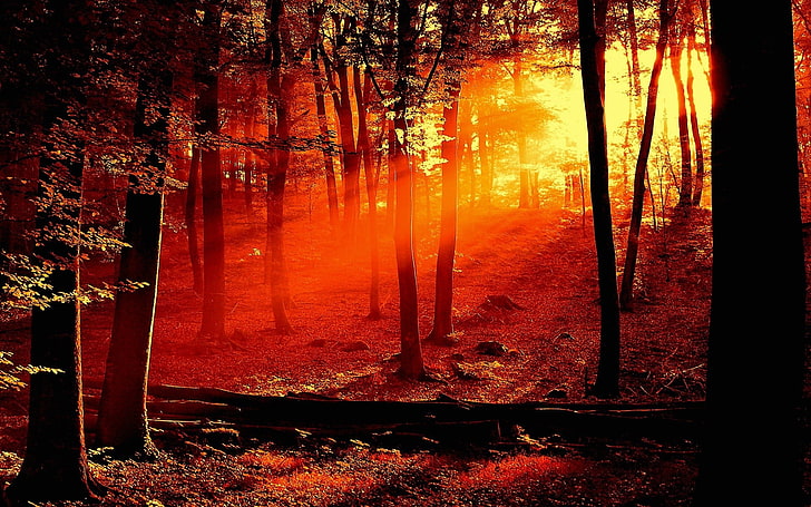 الأشجار ، الطبيعة ، الغابة ، ضوء الشمس ، الأشجار ، تصحيح الألوان، خلفية HD