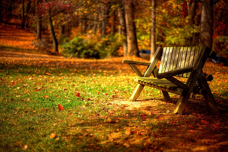 gray wooden bench, autumn, forest, grass, leaves, trees, bench, nature, Park, colors, hdr, walk, road, HD wallpaper