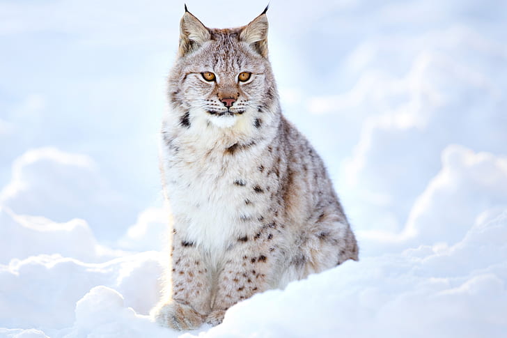 winter, blur, lynx, wild cat, animals, nature, bokeh, travel, ., my planet, inspects the surrounding area, lynx snow, cold frost, predator hunter, beautiful white grey brown, sits the snow, HD wallpaper